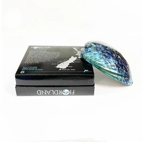 14cm Large Polished Paua Shell in Descriptive Box