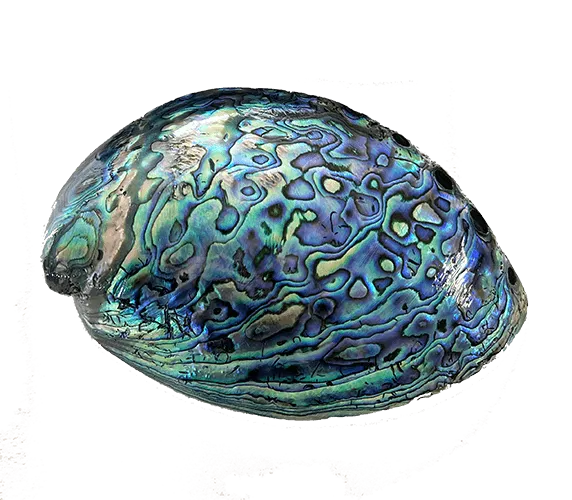 14cm Large Polished Paua Shell in Descriptive Box