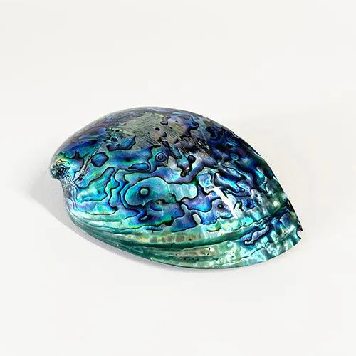 14cm Large Polished Paua Shell in Descriptive Box