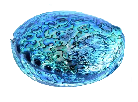 14cm Large Polished Paua Shell in Descriptive Box