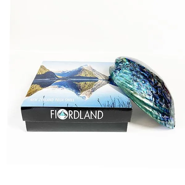 14cm Large Polished Paua Shell in Descriptive Box