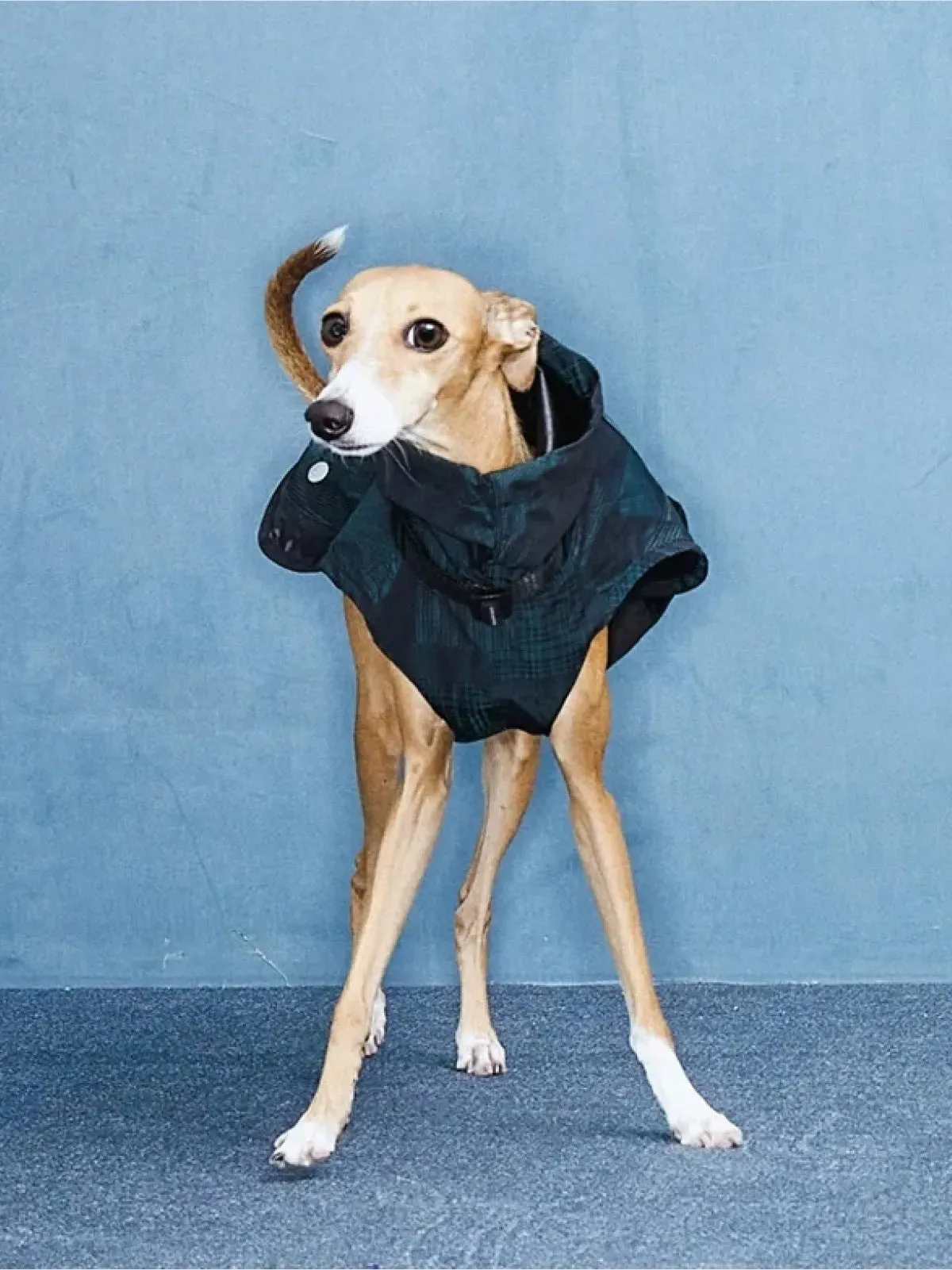 Reflective Lightweight Dog Raincoat Vest