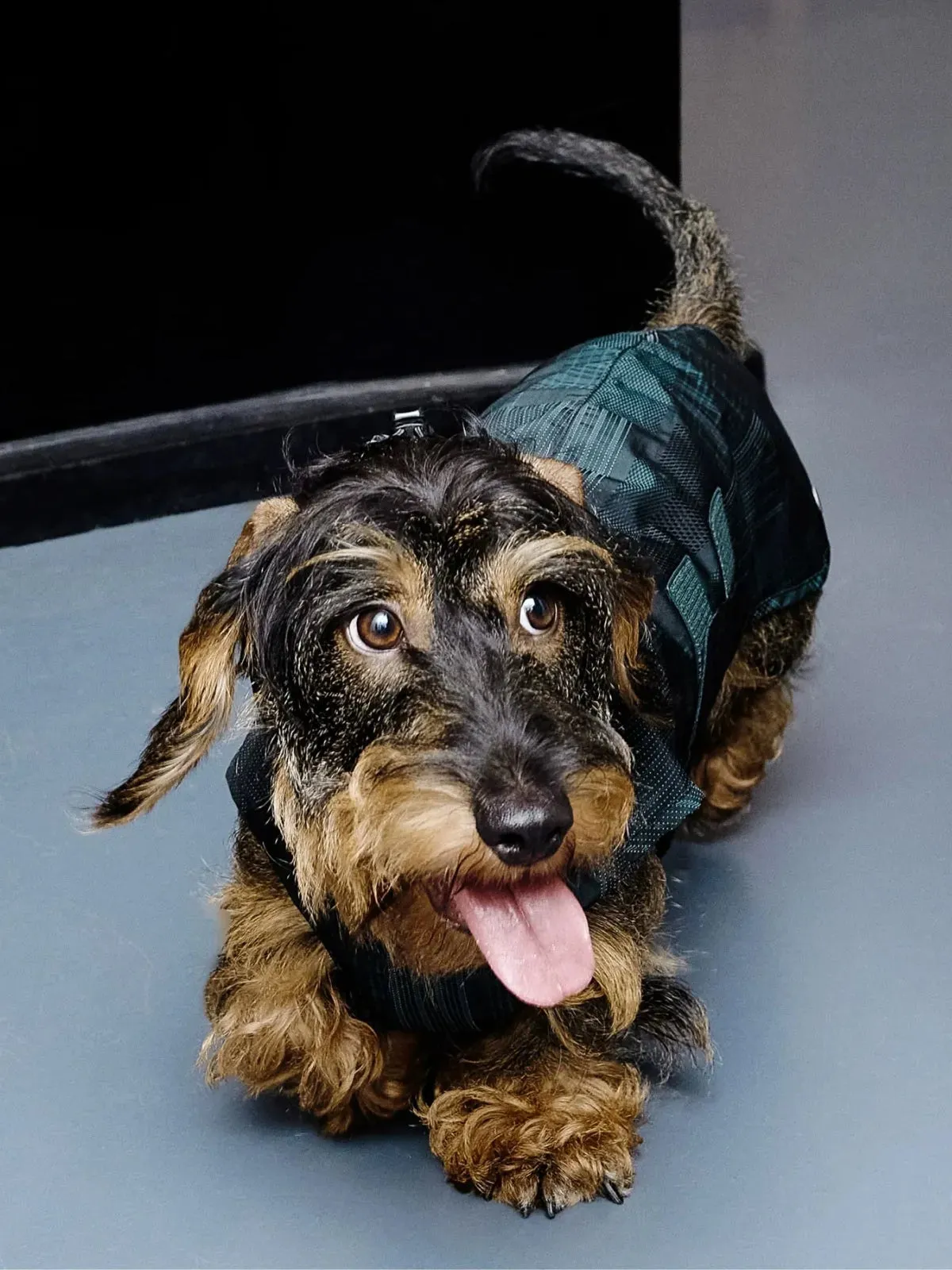 Reflective Lightweight Dog Raincoat Vest